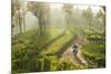 Motorcyclist, Tea Estate & morning mist, Hapatule, Southern Highlands, Sri Lanka-Peter Adams-Mounted Photographic Print