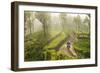 Motorcyclist, Tea Estate & morning mist, Hapatule, Southern Highlands, Sri Lanka-Peter Adams-Framed Photographic Print