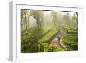 Motorcyclist, Tea Estate & morning mist, Hapatule, Southern Highlands, Sri Lanka-Peter Adams-Framed Photographic Print