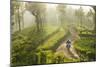 Motorcyclist, Tea Estate & morning mist, Hapatule, Southern Highlands, Sri Lanka-Peter Adams-Mounted Photographic Print