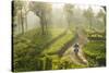 Motorcyclist, Tea Estate & morning mist, Hapatule, Southern Highlands, Sri Lanka-Peter Adams-Stretched Canvas