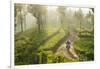 Motorcyclist, Tea Estate & morning mist, Hapatule, Southern Highlands, Sri Lanka-Peter Adams-Framed Photographic Print