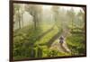 Motorcyclist, Tea Estate & morning mist, Hapatule, Southern Highlands, Sri Lanka-Peter Adams-Framed Photographic Print