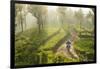 Motorcyclist, Tea Estate & morning mist, Hapatule, Southern Highlands, Sri Lanka-Peter Adams-Framed Photographic Print