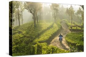 Motorcyclist, Tea Estate & morning mist, Hapatule, Southern Highlands, Sri Lanka-Peter Adams-Stretched Canvas