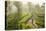 Motorcyclist, Tea Estate & morning mist, Hapatule, Southern Highlands, Sri Lanka-Peter Adams-Stretched Canvas
