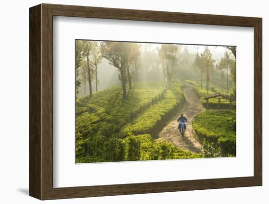 Motorcyclist, Tea Estate & morning mist, Hapatule, Southern Highlands, Sri Lanka-Peter Adams-Framed Photographic Print