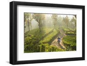 Motorcyclist, Tea Estate & morning mist, Hapatule, Southern Highlands, Sri Lanka-Peter Adams-Framed Photographic Print