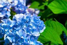 Blue Flower of Hydrangeaceae-motorolka-Photographic Print
