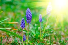 Bluebells Flower with Sunlight (Grape Hyacinth, Muscari Armeniacum)-motorolka-Photographic Print