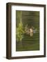 Mottled Duck Duckling on Pond-Larry Ditto-Framed Photographic Print