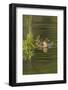 Mottled Duck Duckling on Pond-Larry Ditto-Framed Photographic Print