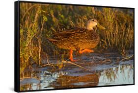 Mottled duck female walking in tidal marsh.-Larry Ditto-Framed Stretched Canvas