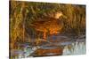 Mottled duck female walking in tidal marsh.-Larry Ditto-Stretched Canvas