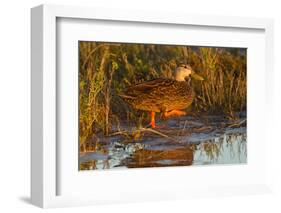 Mottled duck female walking in tidal marsh.-Larry Ditto-Framed Photographic Print