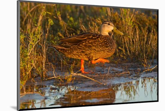 Mottled duck female walking in tidal marsh.-Larry Ditto-Mounted Photographic Print