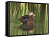 Mottled Duck, Texas, USA-Larry Ditto-Framed Stretched Canvas