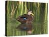 Mottled Duck, Texas, USA-Larry Ditto-Stretched Canvas