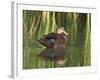 Mottled Duck, Texas, USA-Larry Ditto-Framed Photographic Print