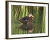 Mottled Duck, Texas, USA-Larry Ditto-Framed Photographic Print