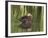 Mottled Duck, Texas, USA-Larry Ditto-Framed Photographic Print