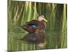 Mottled Duck, Texas, USA-Larry Ditto-Mounted Photographic Print