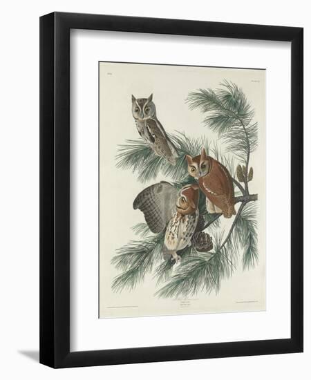 Mottled Owl, 1830-John James Audubon-Framed Giclee Print