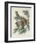 Mottled Owl, 1830-John James Audubon-Framed Giclee Print