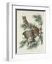 Mottled Owl, 1830-John James Audubon-Framed Giclee Print