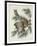 Mottled Owl, 1830-John James Audubon-Framed Giclee Print