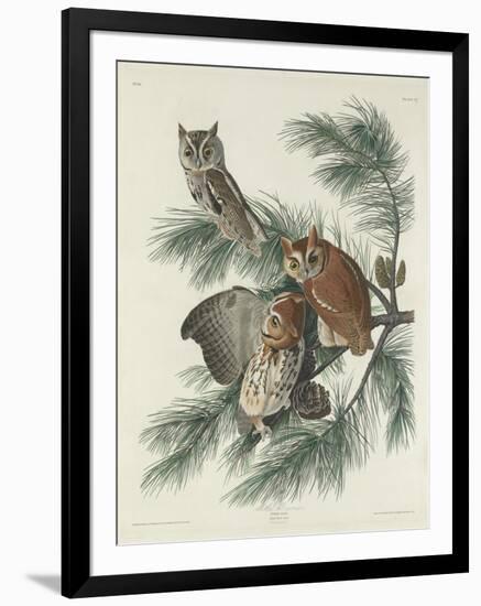 Mottled Owl, 1830-John James Audubon-Framed Giclee Print