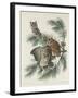 Mottled Owl, 1830-John James Audubon-Framed Giclee Print