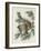 Mottled Owl, 1830-John James Audubon-Framed Giclee Print