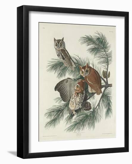 Mottled Owl, 1830-John James Audubon-Framed Giclee Print