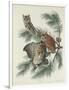 Mottled Owl, 1830-John James Audubon-Framed Giclee Print