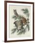 Mottled Owl, 1830-John James Audubon-Framed Giclee Print