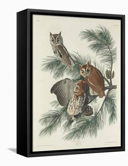 Mottled Owl, 1830-John James Audubon-Framed Stretched Canvas