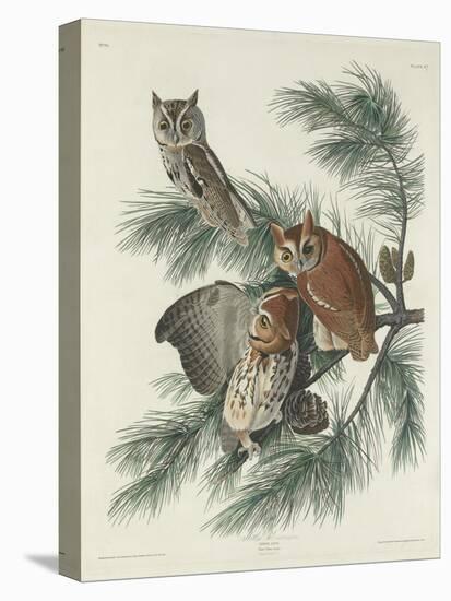 Mottled Owl, 1830-John James Audubon-Stretched Canvas