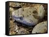 Mottled Rock Rattlesnake Close-Up of Head. Arizona, USA-Philippe Clement-Framed Stretched Canvas