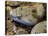 Mottled Rock Rattlesnake Close-Up of Head. Arizona, USA-Philippe Clement-Stretched Canvas