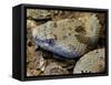 Mottled Rock Rattlesnake Close-Up of Head. Arizona, USA-Philippe Clement-Framed Stretched Canvas