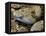 Mottled Rock Rattlesnake Close-Up of Head. Arizona, USA-Philippe Clement-Framed Stretched Canvas