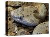 Mottled Rock Rattlesnake Close-Up of Head. Arizona, USA-Philippe Clement-Stretched Canvas