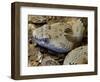 Mottled Rock Rattlesnake Close-Up of Head. Arizona, USA-Philippe Clement-Framed Photographic Print