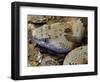 Mottled Rock Rattlesnake Close-Up of Head. Arizona, USA-Philippe Clement-Framed Photographic Print
