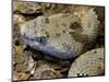 Mottled Rock Rattlesnake Close-Up of Head. Arizona, USA-Philippe Clement-Mounted Photographic Print
