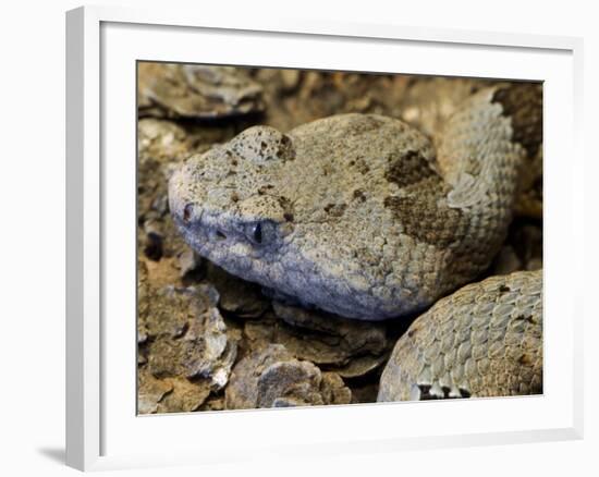 Mottled Rock Rattlesnake Close-Up of Head. Arizona, USA-Philippe Clement-Framed Photographic Print