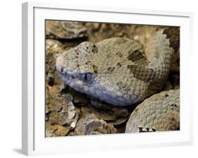 Mottled Rock Rattlesnake Close-Up of Head. Arizona, USA-Philippe Clement-Framed Photographic Print