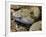 Mottled Rock Rattlesnake Close-Up of Head. Arizona, USA-Philippe Clement-Framed Photographic Print