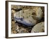 Mottled Rock Rattlesnake Close-Up of Head. Arizona, USA-Philippe Clement-Framed Photographic Print